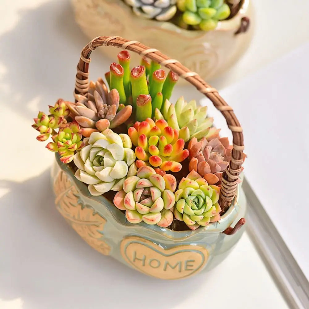 Nordic Ceramic Succulent Planter with Handle | Breathable Pot