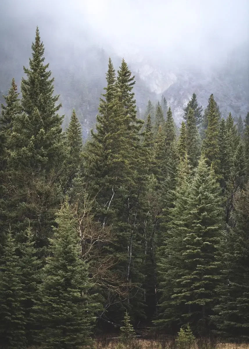 Dark Green Forest Foggy Mountain Canvas Wall Art | Nature Print