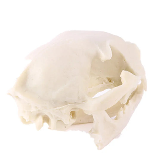 Realistic Cat Skull, Resin Skeleton Head Scale Model Decorations, 6.5 x 6.5 x 9cm Peaceful Pleasures Health and Wellness Default Title