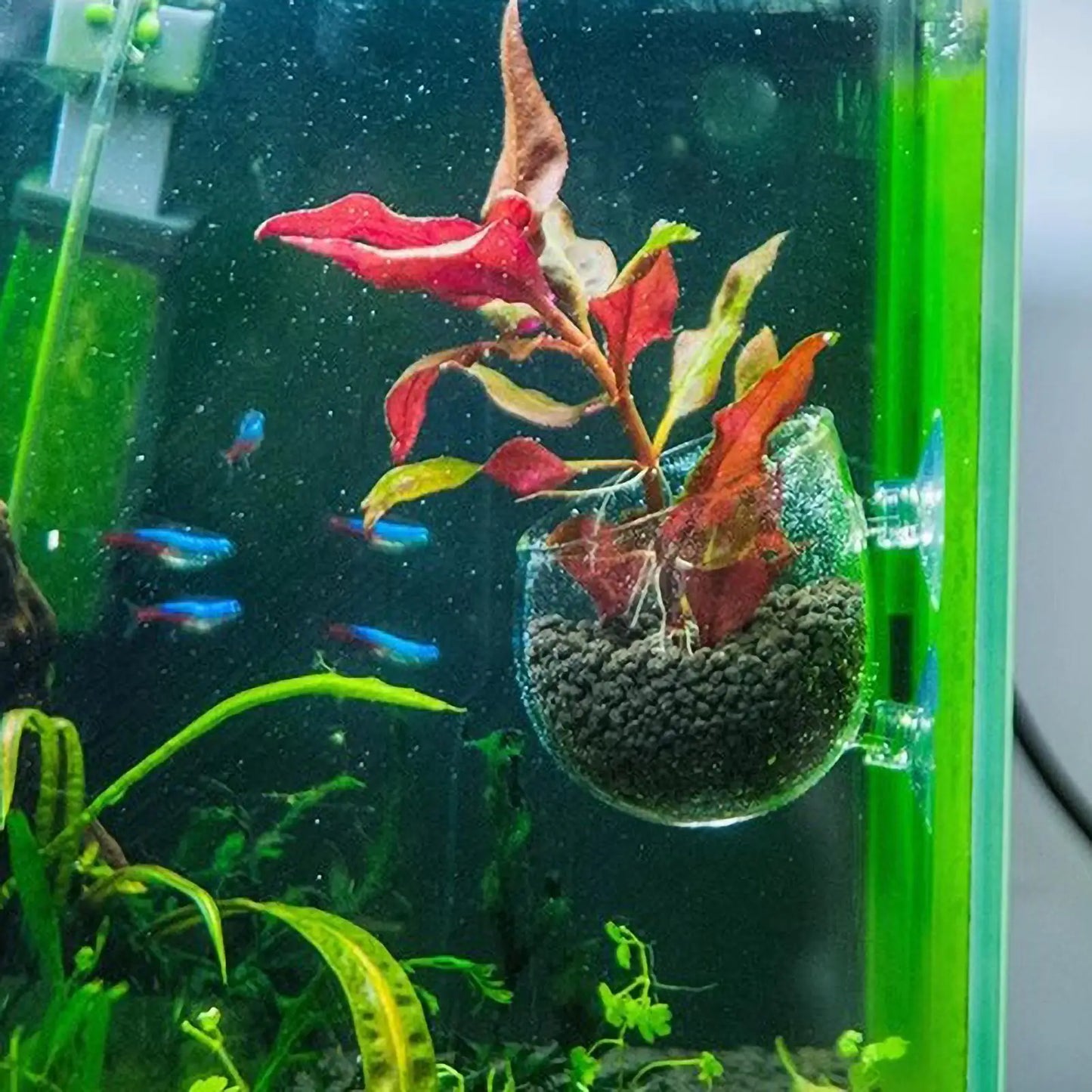 Glass Aquarium Plant Pot with Suction Cups | Fish Tank Planter