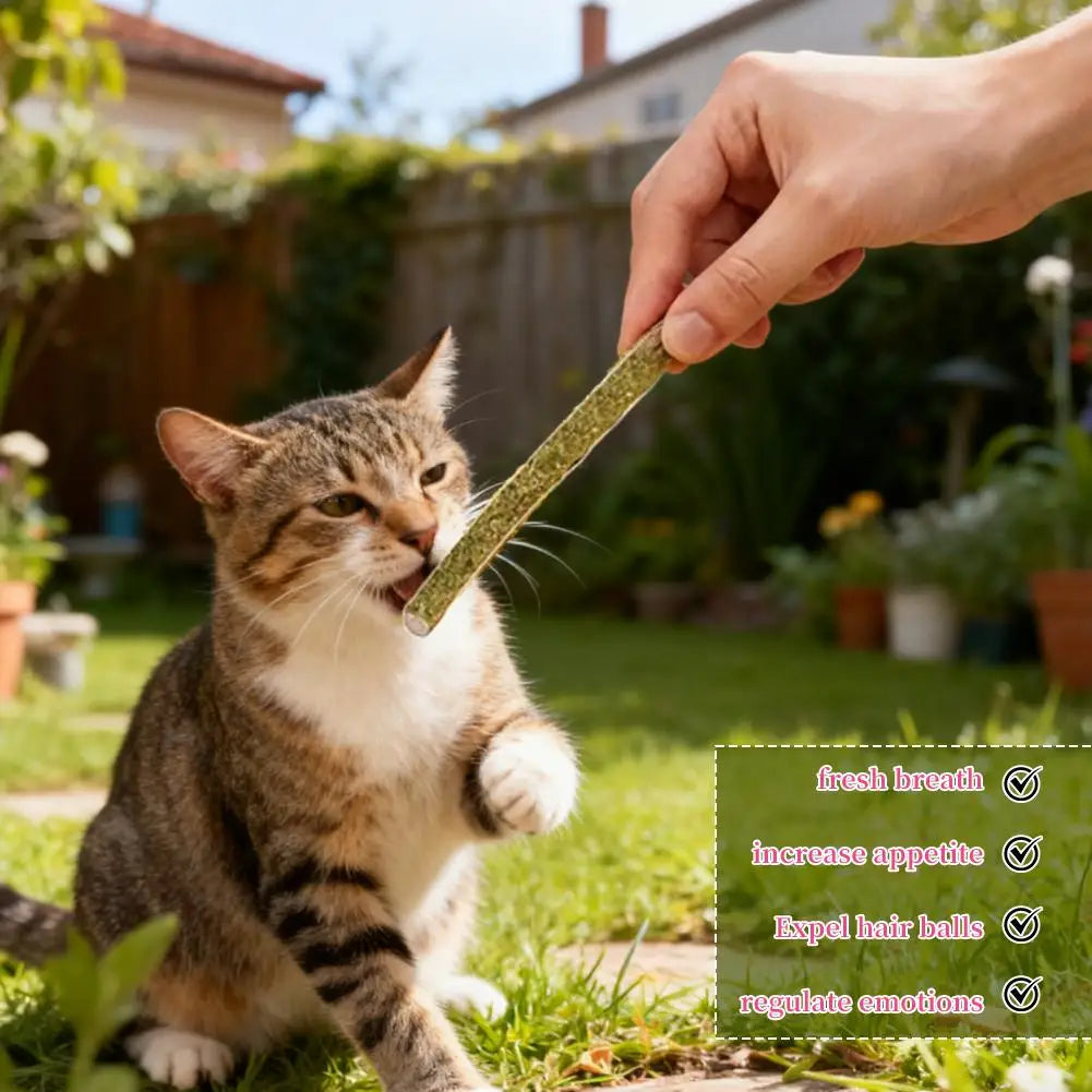 6-Pack Silvervine Matatabi Cat Chew Sticks | Dental & Play Toy