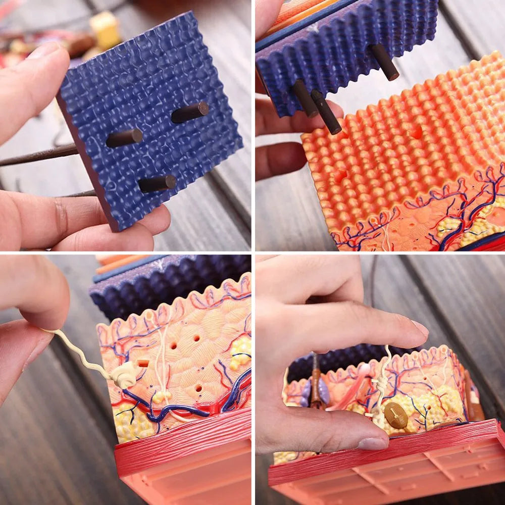 4D Human Skin Model Hair Organs Assembling Puzzle Model Teaching Model Manikin Science Anatomical Model Peaceful Pleasures Health and Wellness