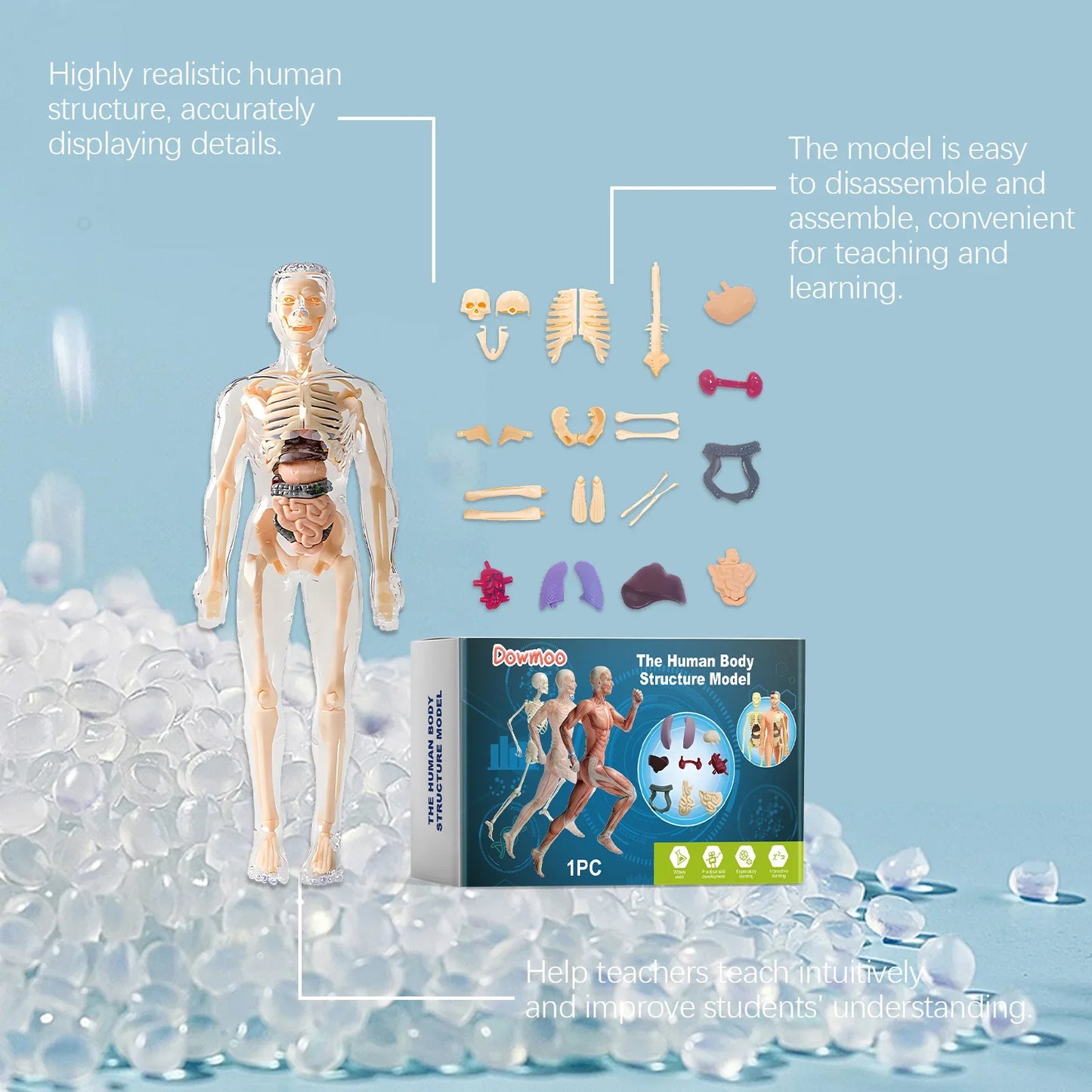 3D Human Body Anatomy Model – Detachable STEM Educational Toy