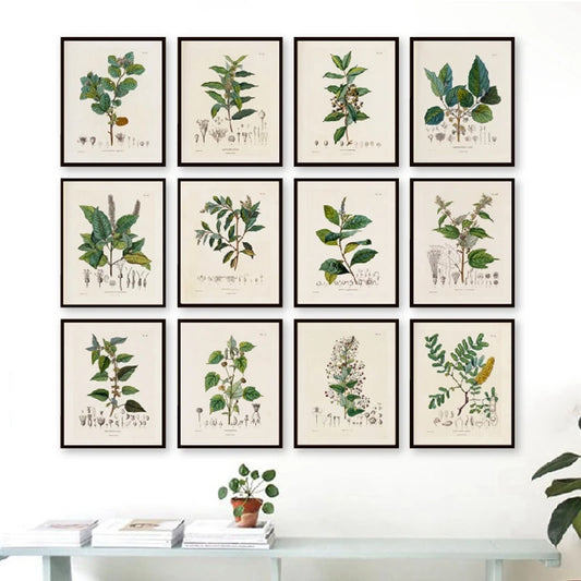 Botanical Studies Vintage Posters and Prints Antique French Plant Illustrations Canvas Painting Botany Wall Art Pictures Deco Peaceful Pleasures Health and Wellness
