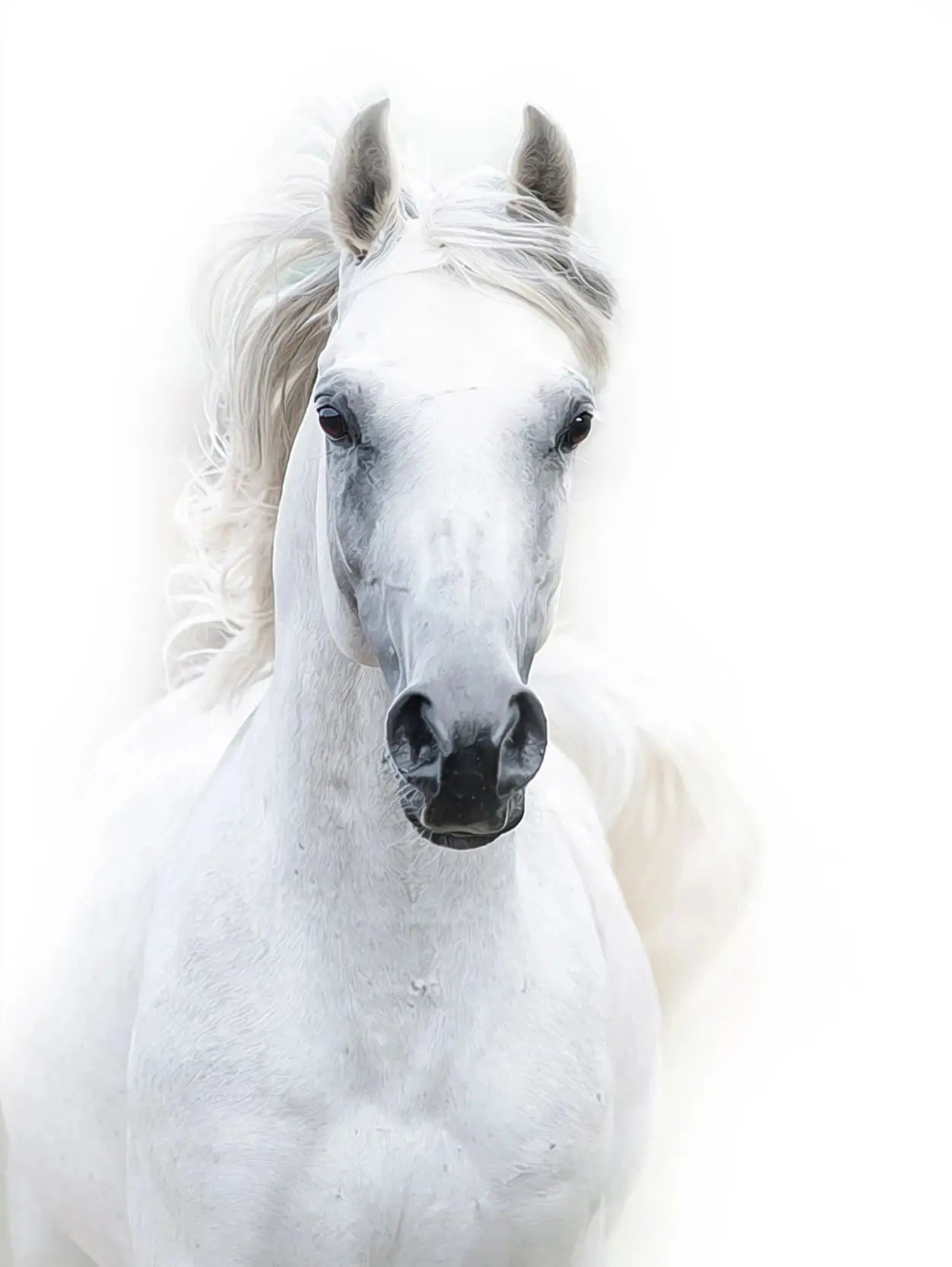 Black and White Horse Portrait Poster Print Canvas Painting Horses Running Animal Wall Picture for Farmhouse Room Home Decor Peaceful Pleasures Health and Wellness 13 50x70cm Unframed