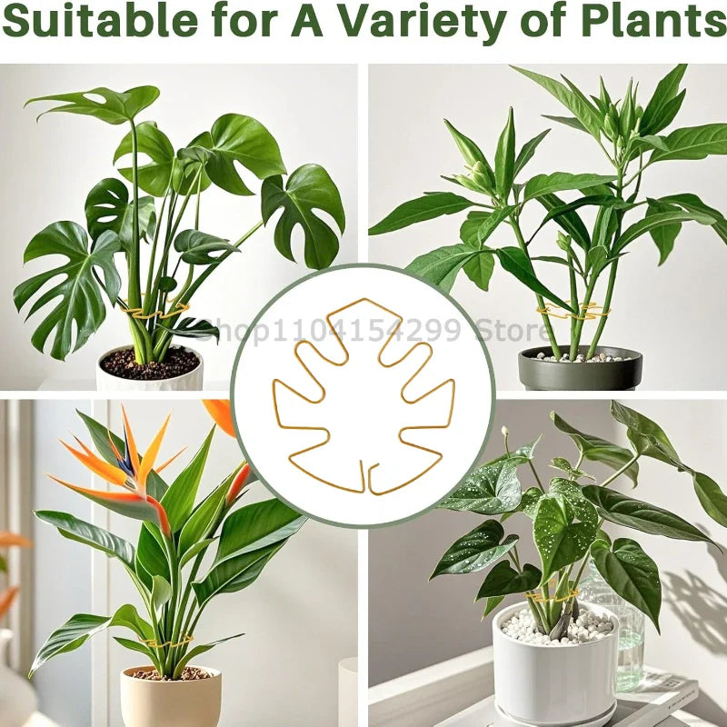 Large Monstera Plant Support Frame – Stem Climbing Stabilizer