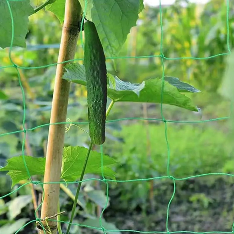 9Strands Plant Climbing Netting For Cucumbers Vines Fruits Vegetables Trellis Netting Durable Nylon Plant Support Mesh Net Peaceful Pleasures Health and Wellness