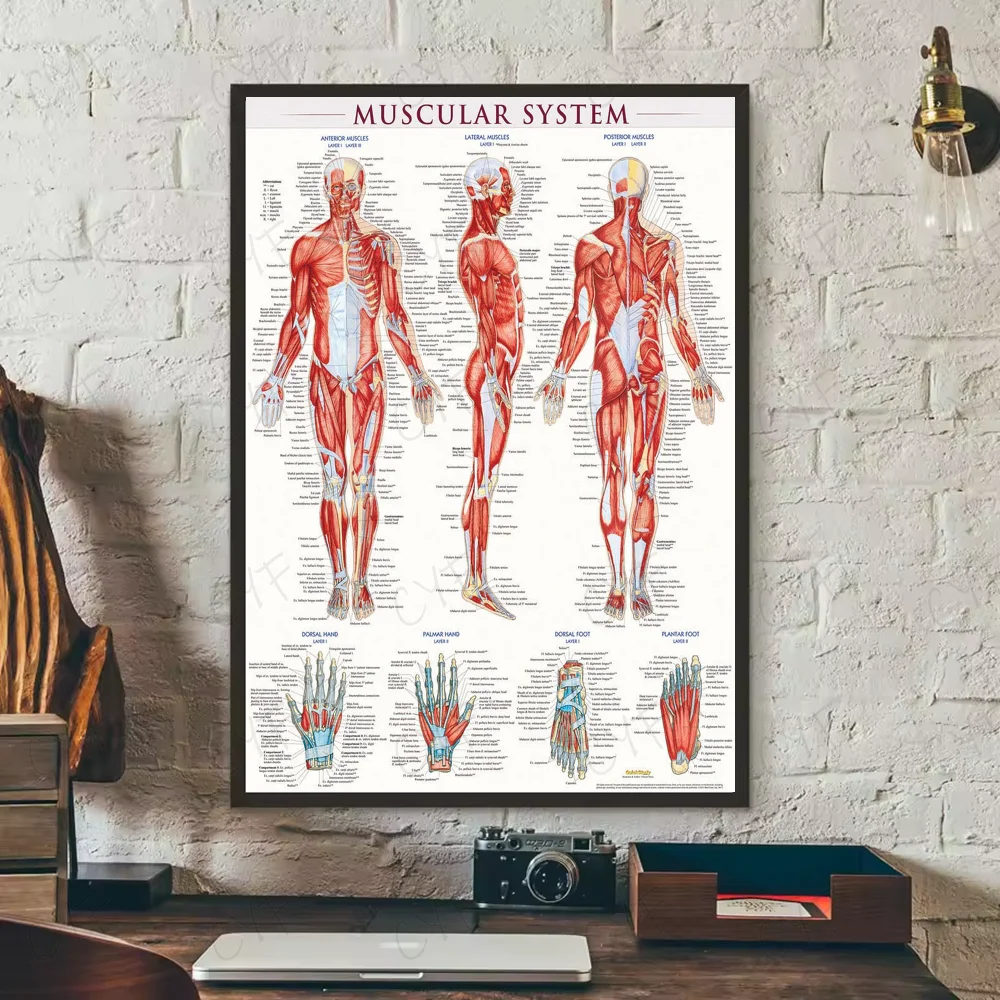 Human Anatomy Muscle System Poster HD art sticky wall waterproof home living room bedroom bar aesthetic decoration Peaceful Pleasures Health and Wellness z1 15X20cmNoframe