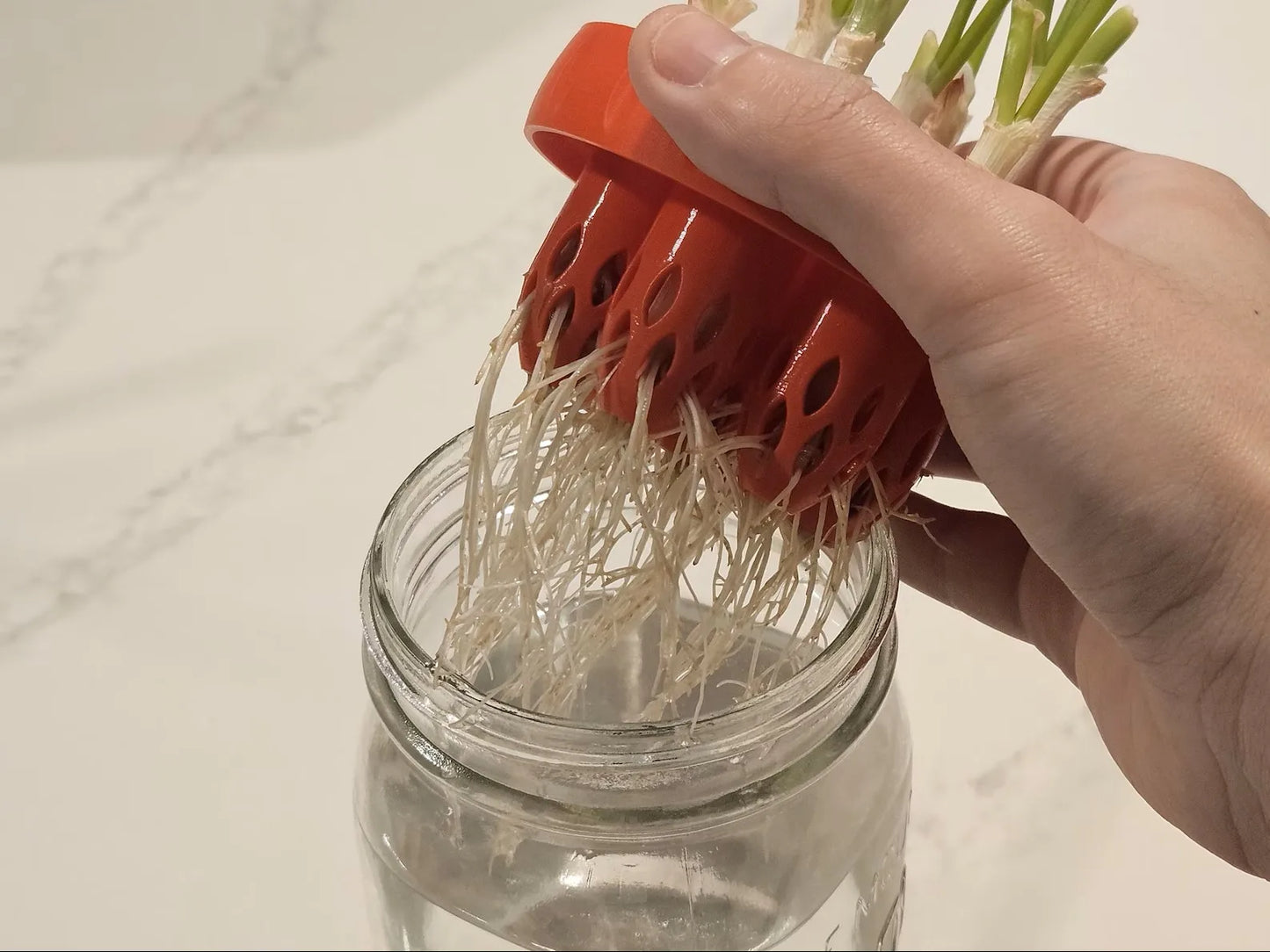 Mason Jar Green Onion Regrower Lid – Hydroponic Herb Kit