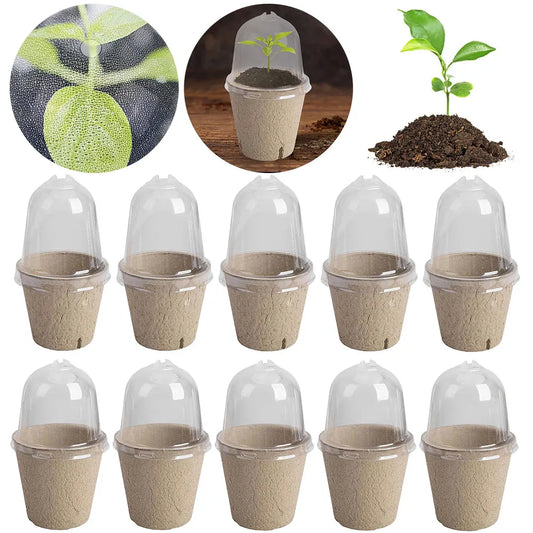 10Pcs Seedling Cup Seedling Pot Transparent Lid Greenhouse Breeding Box Biodegradable Plant Growing Cup Versatile for Gardening Peaceful Pleasures Health and Wellness