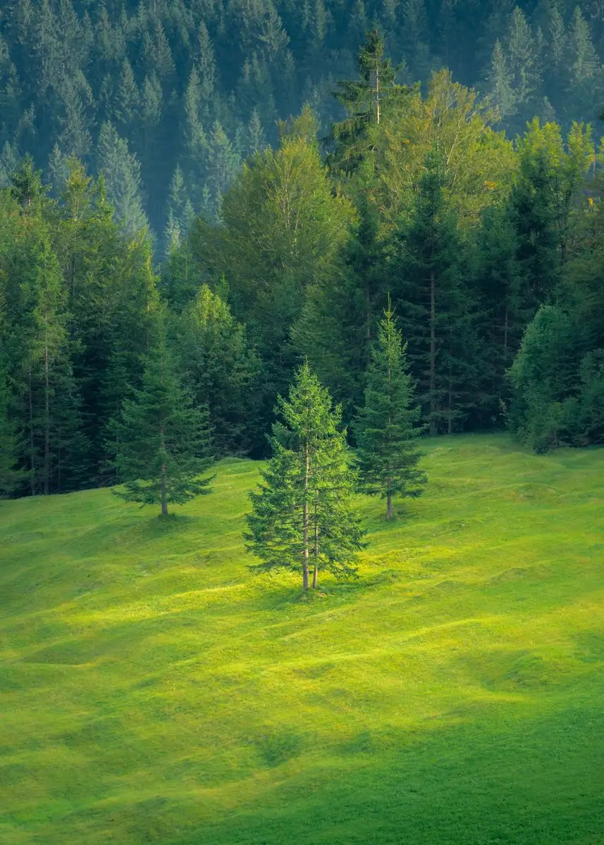Dark Green Forest Foggy Mountain Canvas Wall Art | Nature Print