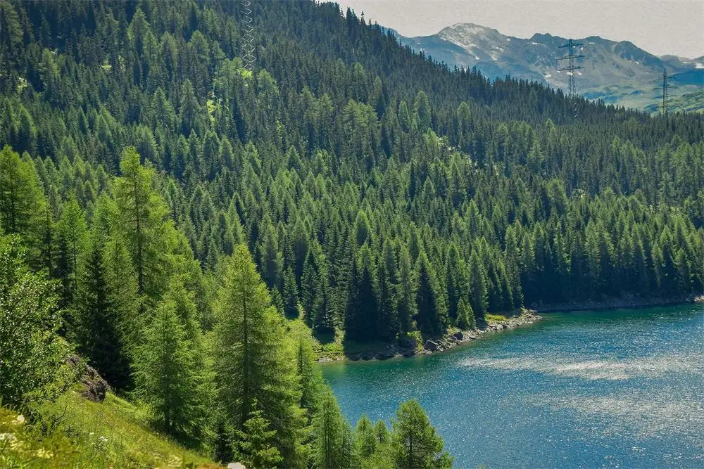 Dark Green Forest Fog Mountain Canvas Wall Art | Nature Poster