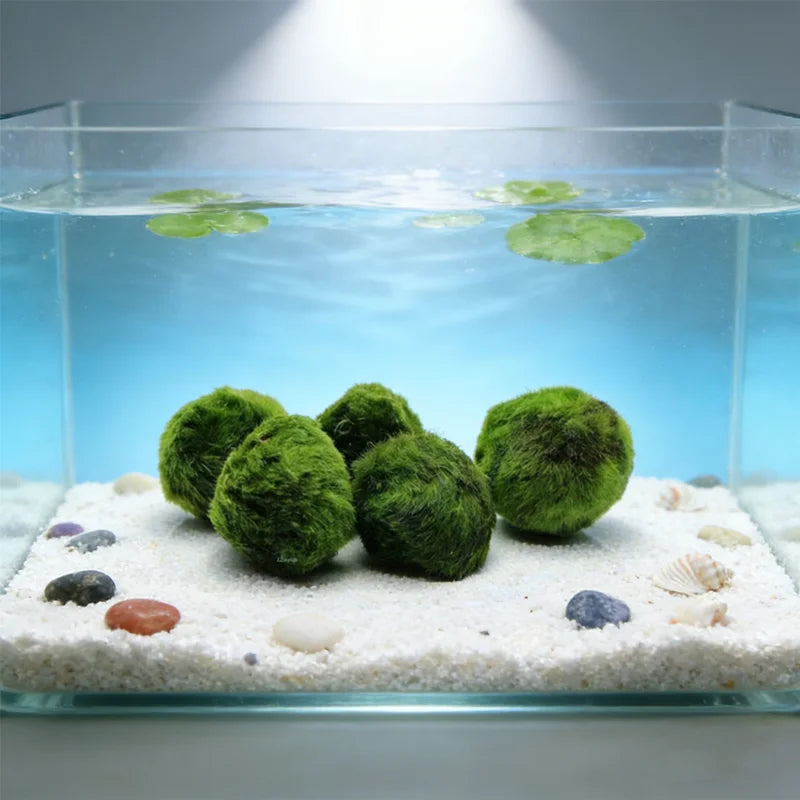 Artificial Marimo Moss Ball 3-4cm | Fish Tank Aquarium Decor