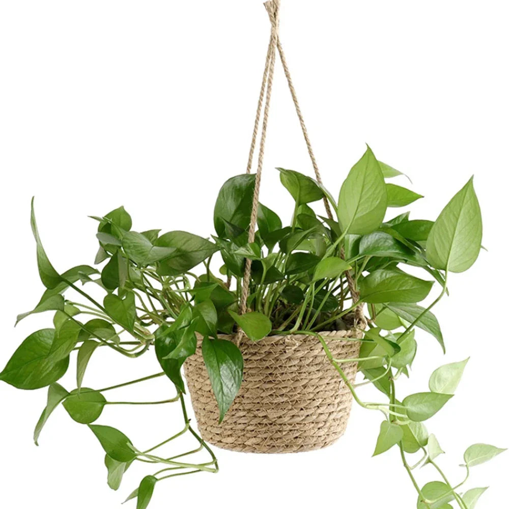 Handwoven Rattan Hanging Basket Planter for Orchids & Flowers