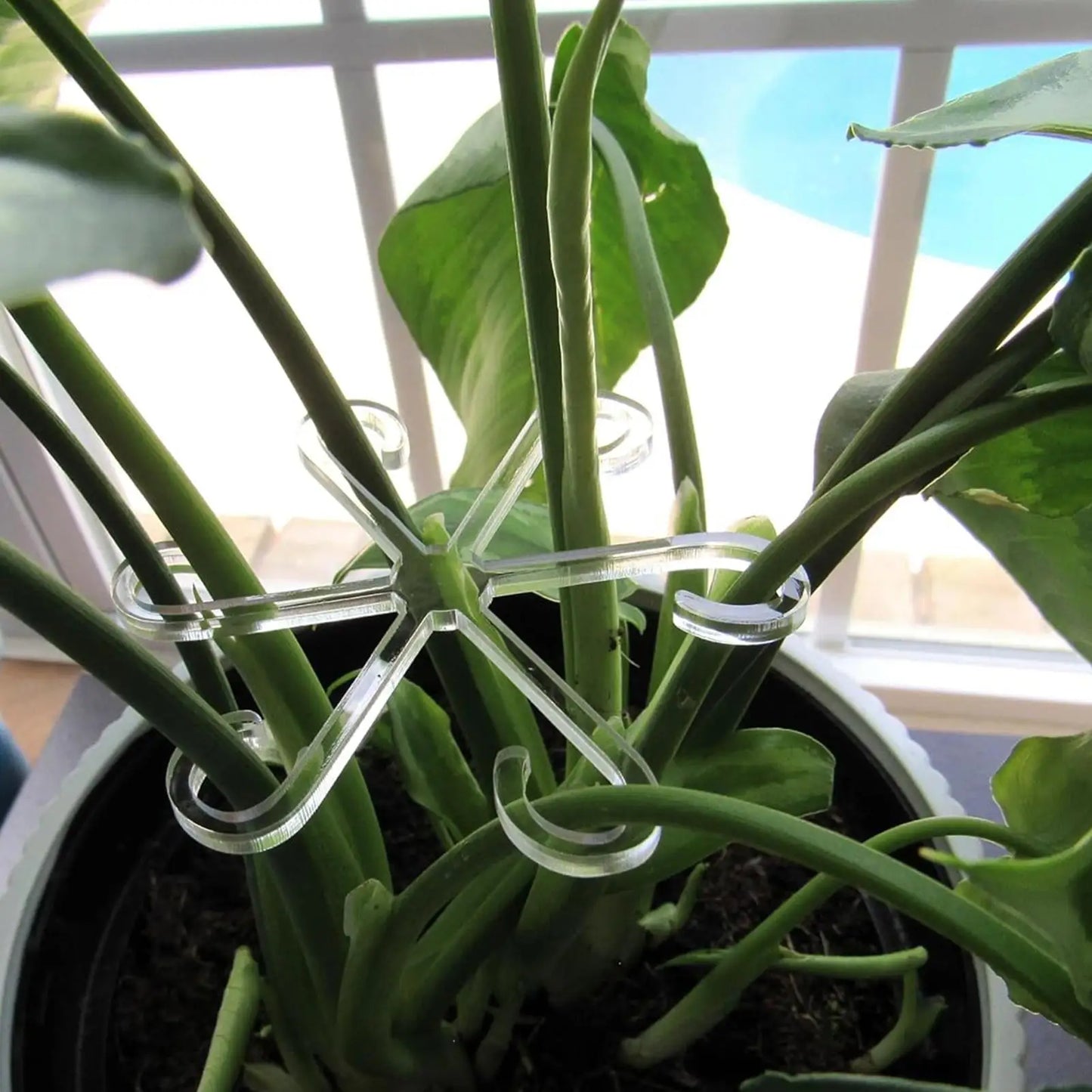 4-Pack Plant Stem Support Rings | Climbing Plant Fixator