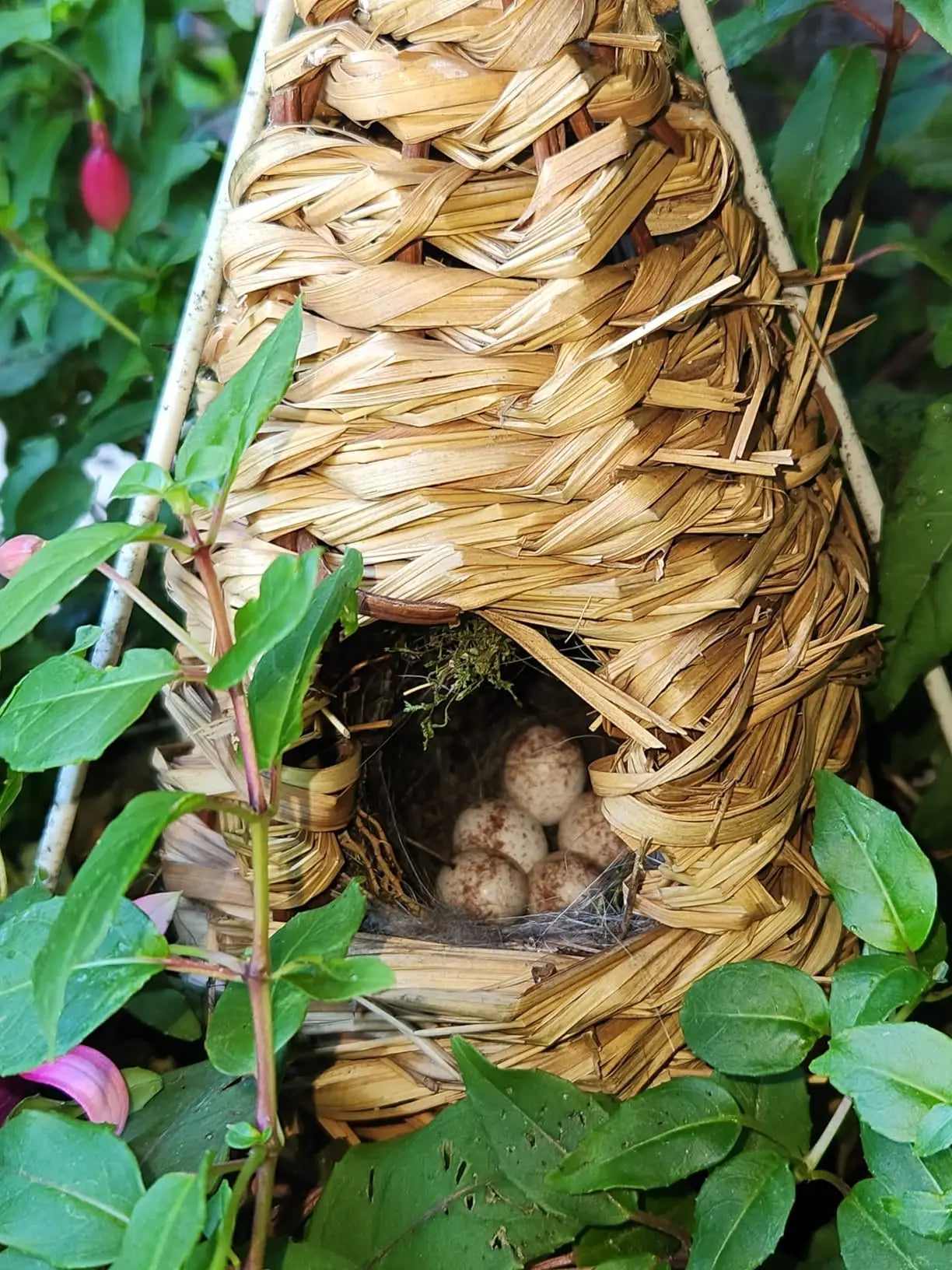 Hummingbird Houses for Outside Hanging, Natural Grass Hanging Bird Hut, Hand Woven Hummingbird Nest, Large Wren Finch Bird House Peaceful Pleasures Health and Wellness