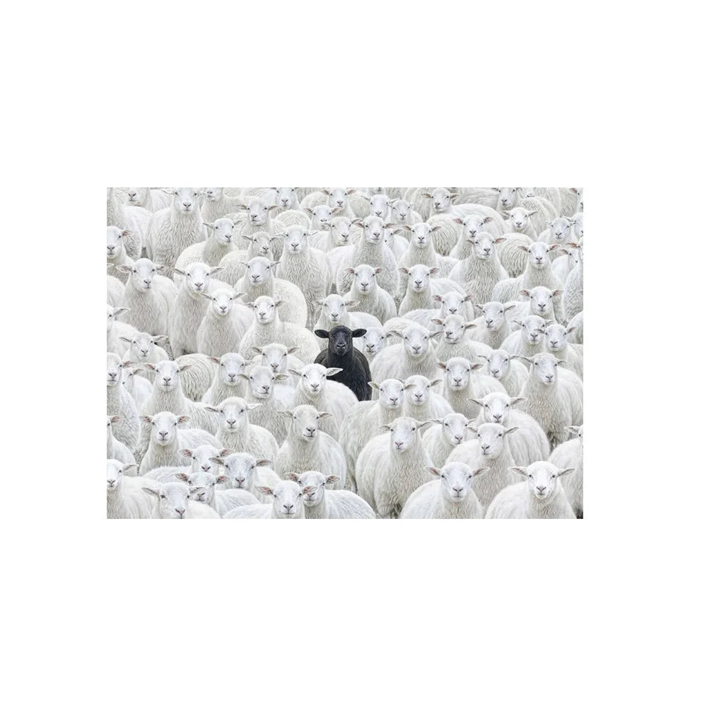 Black Sheep in Flock Wall Art Poster Black Pigeon in Pigeon Flock Canvas Art Prints Car in Flock Decor Picture Canvas Paintin Peaceful Pleasures Health and Wellness 3 50x70cm