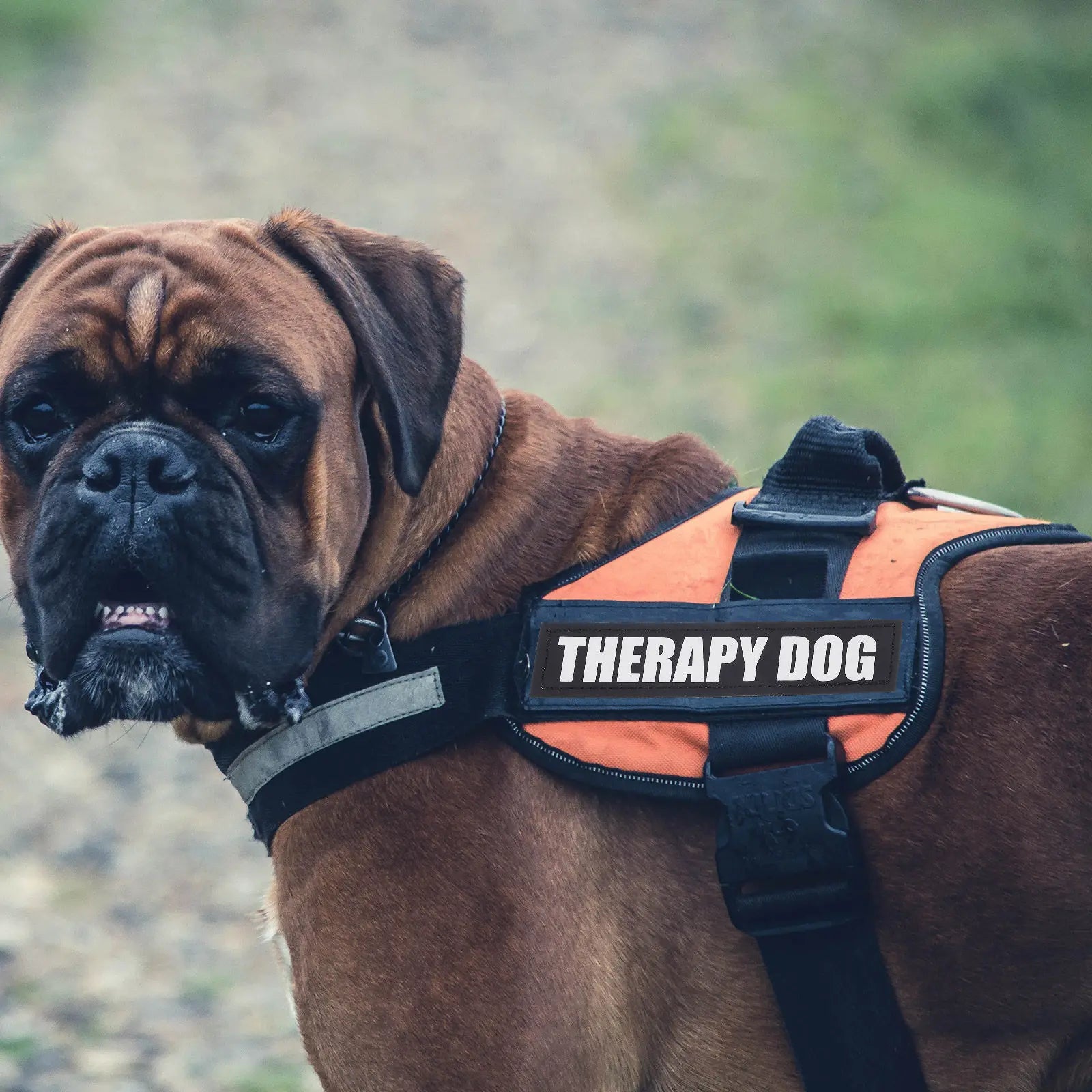 2Pairs Reflective Dog Vest Patches High-Visibility PU Material for Dog Harness Vest Outdoor Safety Pet Supplies Peaceful Pleasures Health and Wellness