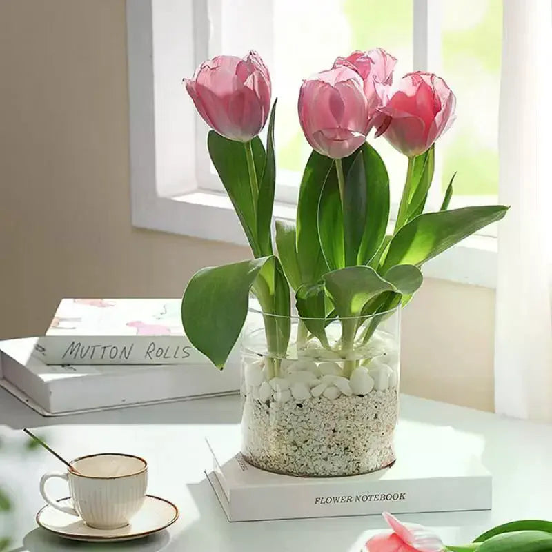 Transparent Acrylic Plant Pot | Square & Round Bonsai Planter