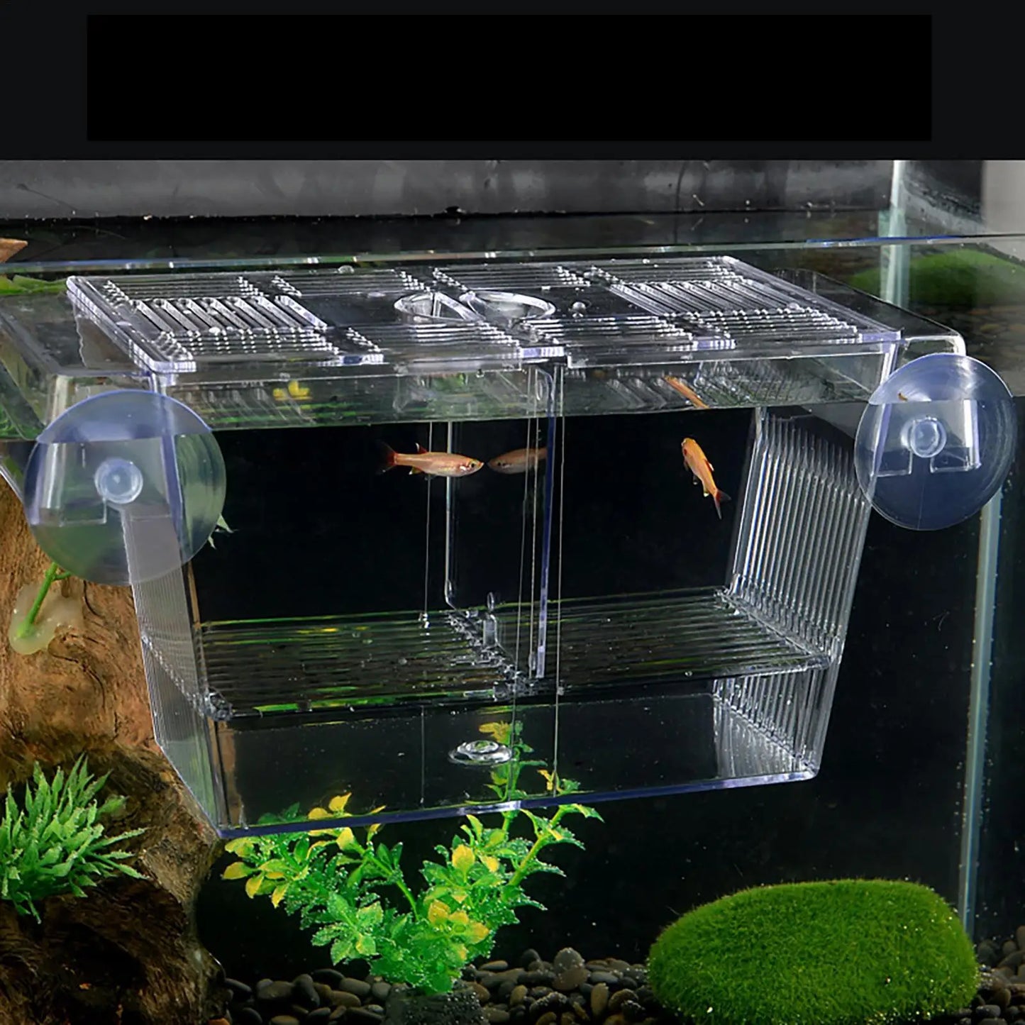 Fish Breeder Box – Clear Acrylic Betta & Fry Isolation Tank