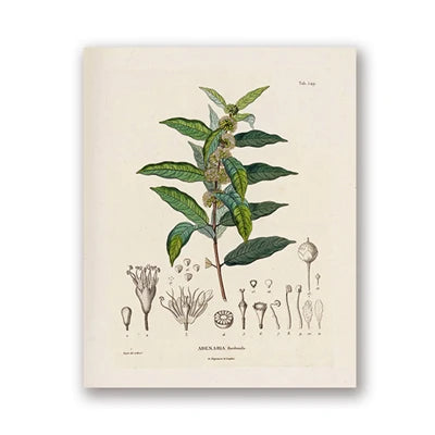 Botanical Studies Vintage Posters and Prints Antique French Plant Illustrations Canvas Painting Botany Wall Art Pictures Deco Peaceful Pleasures Health and Wellness PH5493 40x60cm Unframed