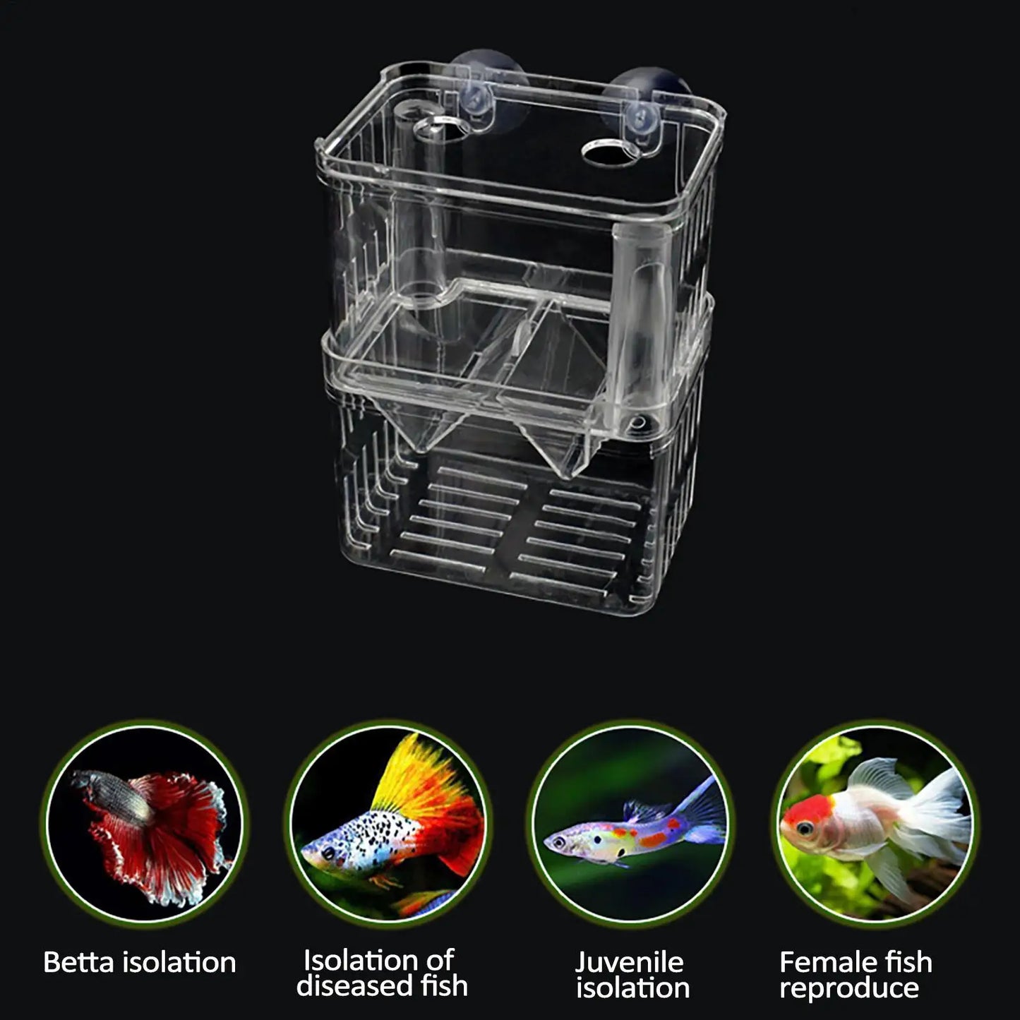 Clear Fish Breeder Box – Betta, Fry & Shrimp Isolation Tank