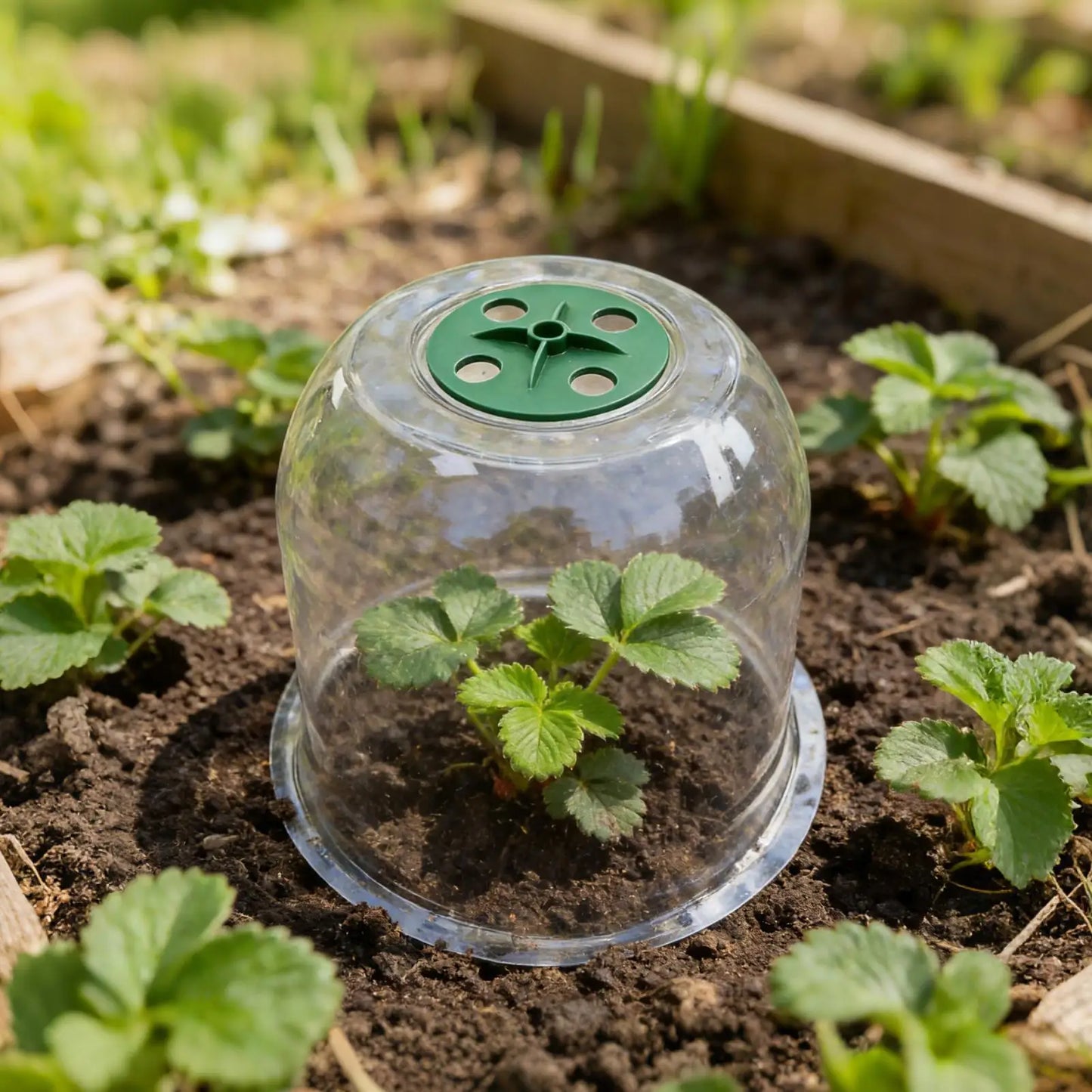 Plant Bell Cloche Cover – Frost & Cold Protection for Seedlings