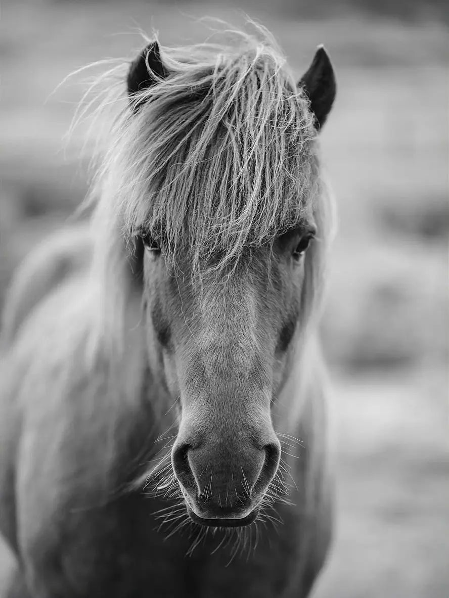 Black and White Horse Portrait Poster Print Canvas Painting Horses Running Animal Wall Picture for Farmhouse Room Home Decor Peaceful Pleasures Health and Wellness 4 50x70cm Unframed