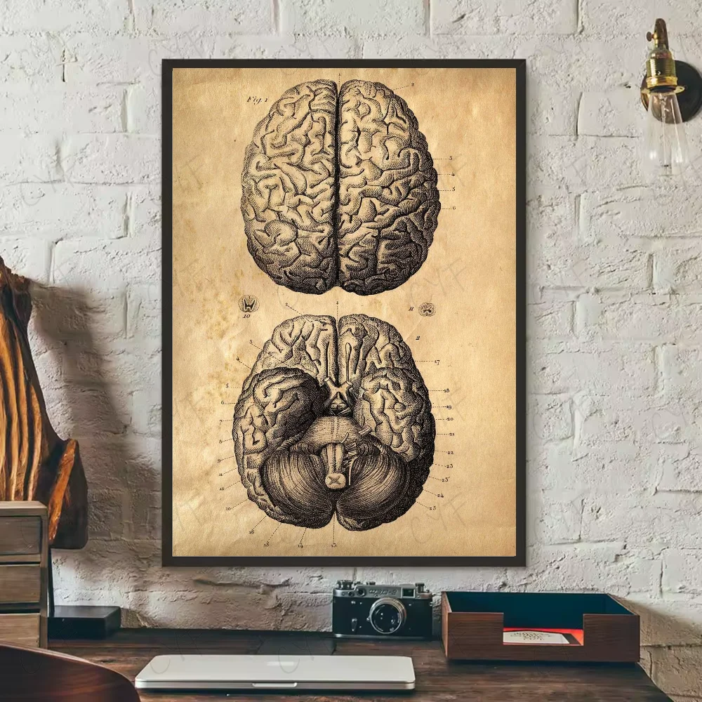 Human Anatomy Muscle System Poster HD art sticky wall waterproof home living room bedroom bar aesthetic decoration Peaceful Pleasures Health and Wellness z9 15X20cmNoframe