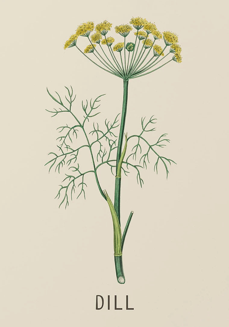 Vintage Botanical Herb & Flower Canvas Wall Art Poster Canvas Wall Art Peaceful Pleasures Health and Wellness DM117-4 30x40cm Unframed