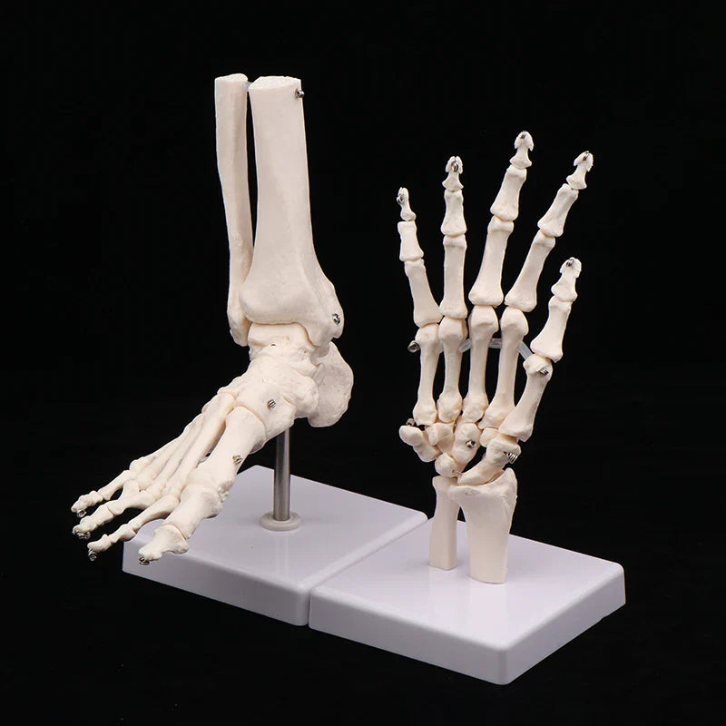 Anatomical Hand & Foot Skeleton Model – Movable Joints PVC