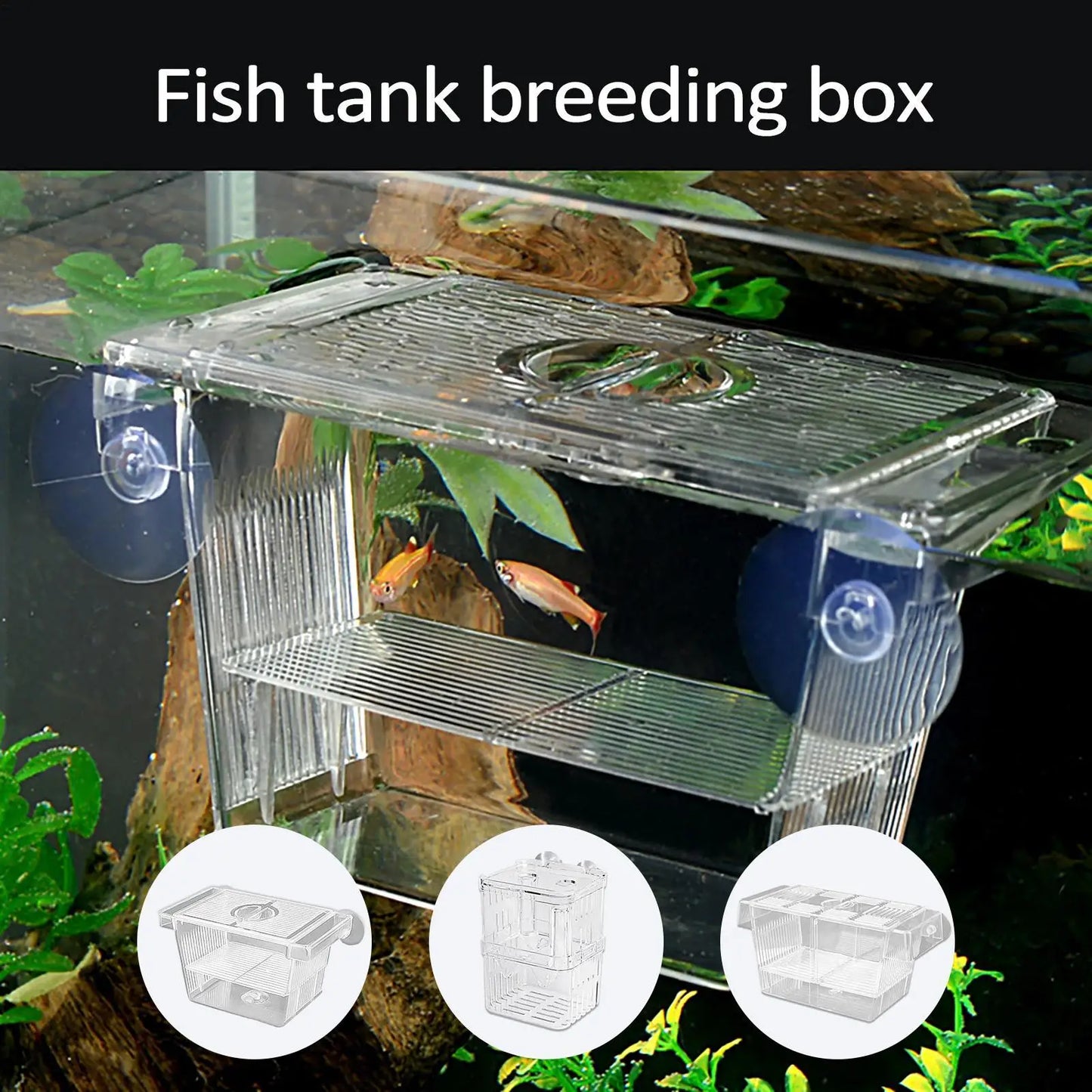 Clear Fish Breeder Box – Betta, Fry & Shrimp Isolation Tank