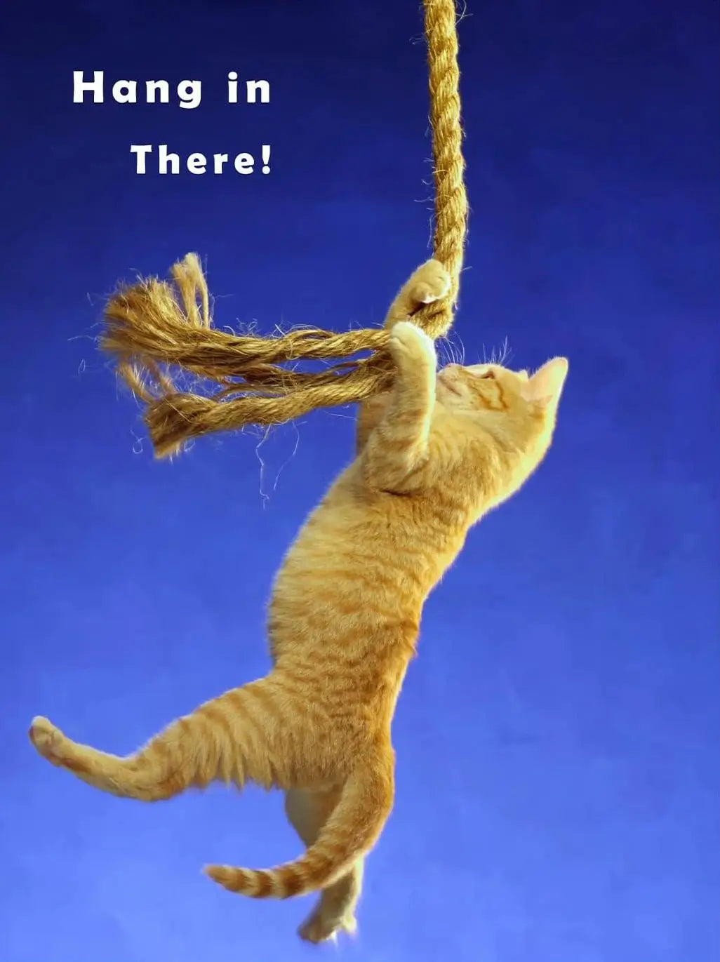 Cute Cat Yoga Canvas Wall Art | Hang In There Pet Poster