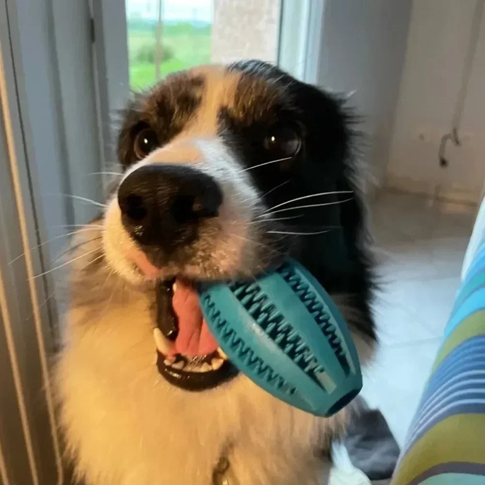 Pet Dog Toys Chew For Dogs Toy Teeth Cleaning Snack Ball Natural Rubber Super Hard Pets Products Accessories Supplies Home Peaceful Pleasures Health and Wellness