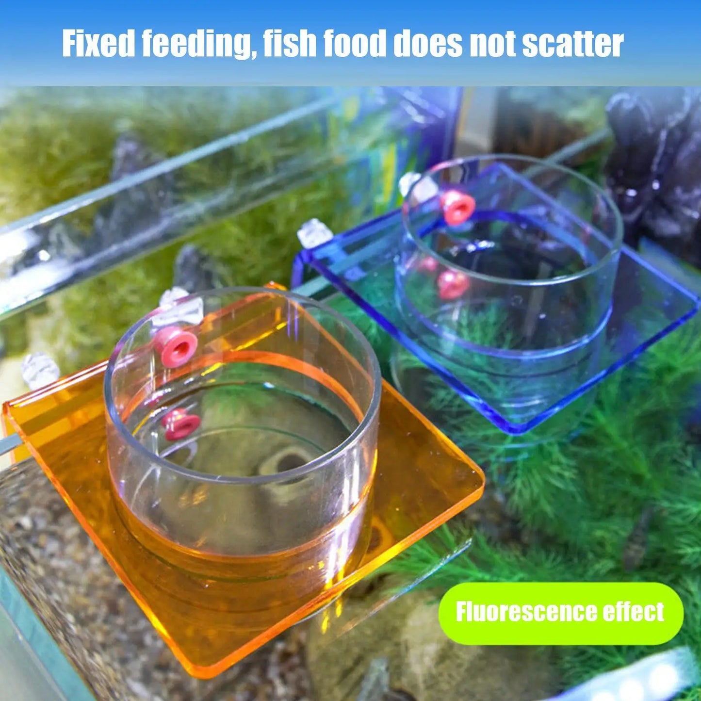 Acrylic Fish Feeding Ring with Suction Cup | Aquarium Feeder