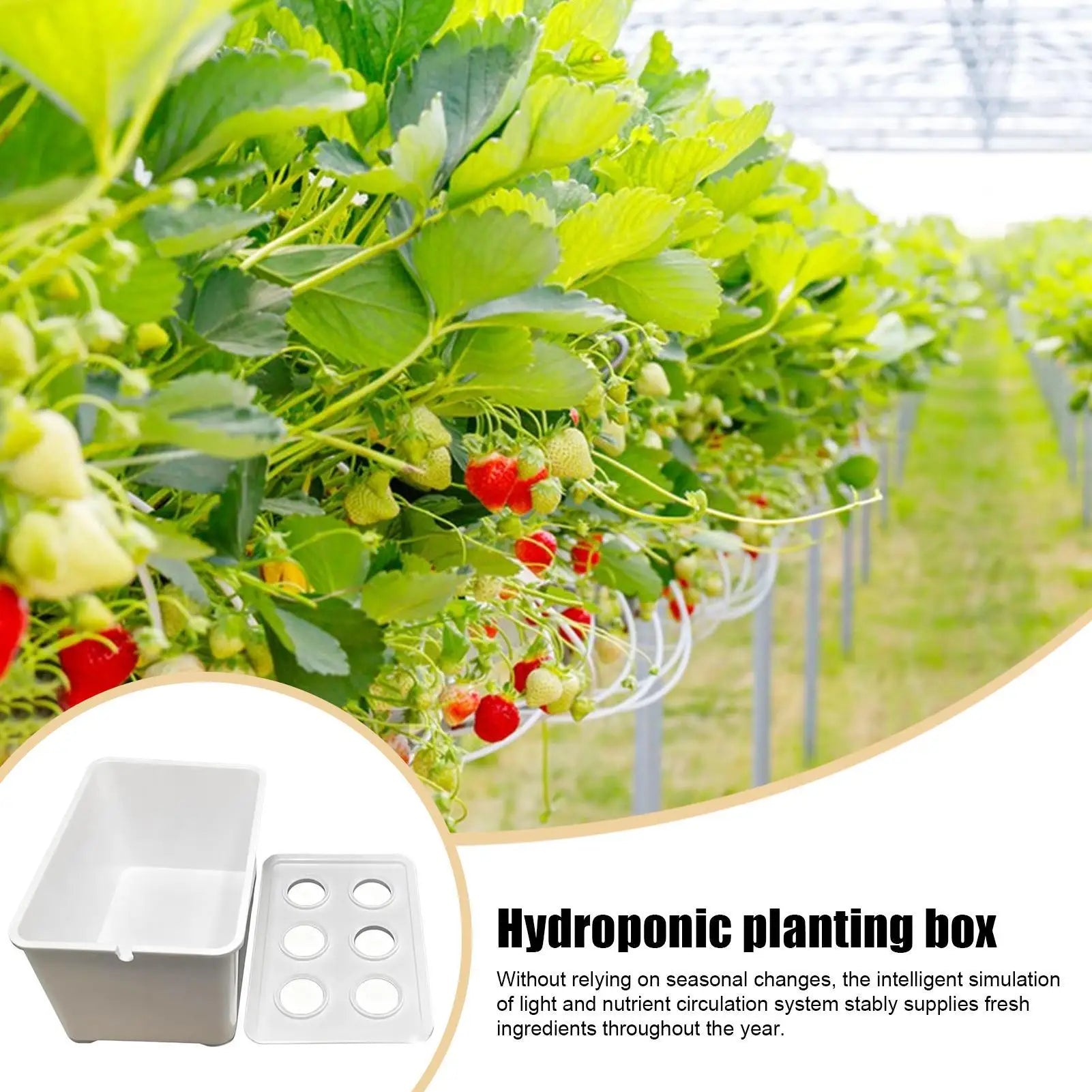Indoor Hydroponic Planting Kit Complete Seedling Box for Growing Lettuce, Flowers on Balcony, in Apartments & Hotels Peaceful Pleasures Health and Wellness