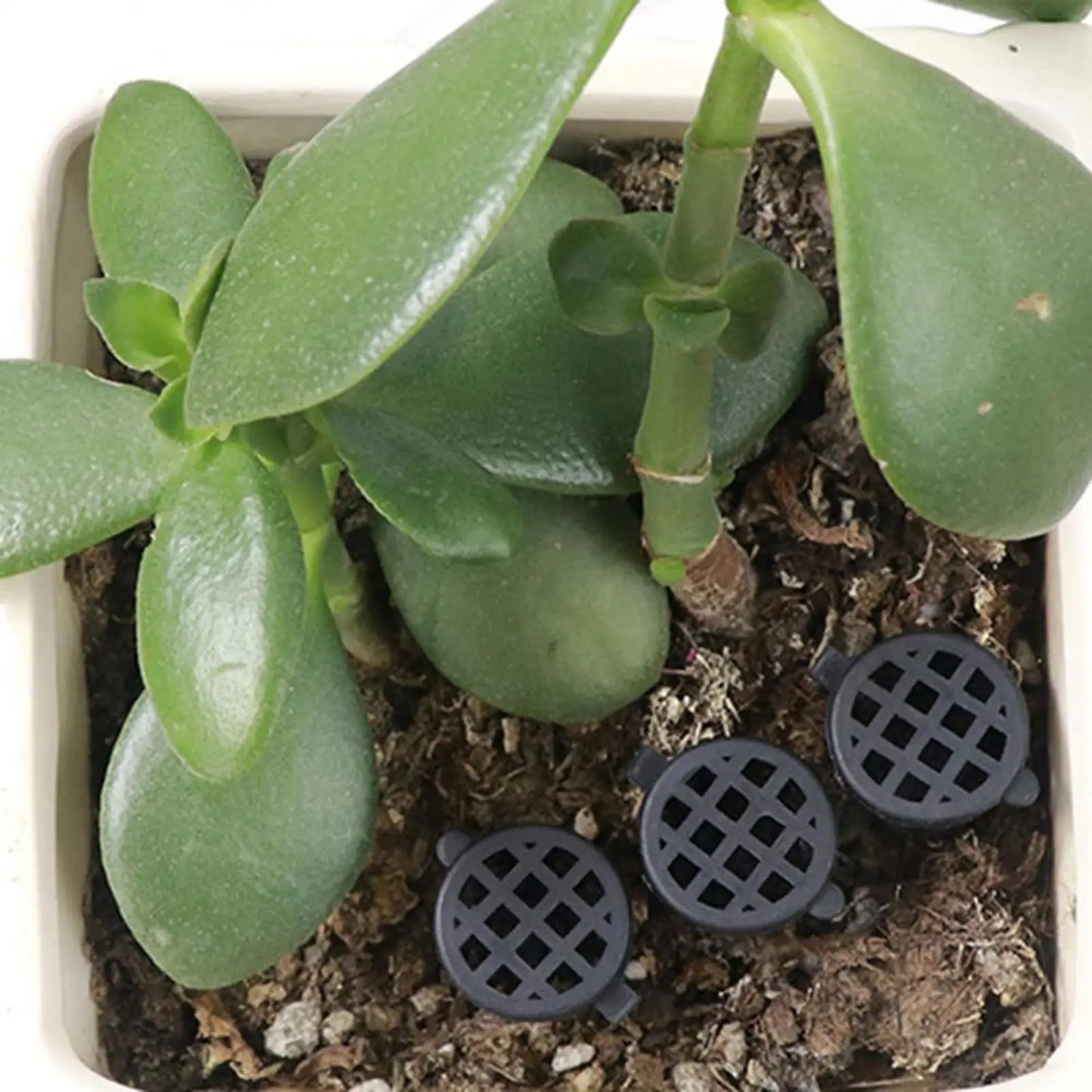 Plant Fertilizer Mesh Baskets with Lids – 10 Pack Slow Release