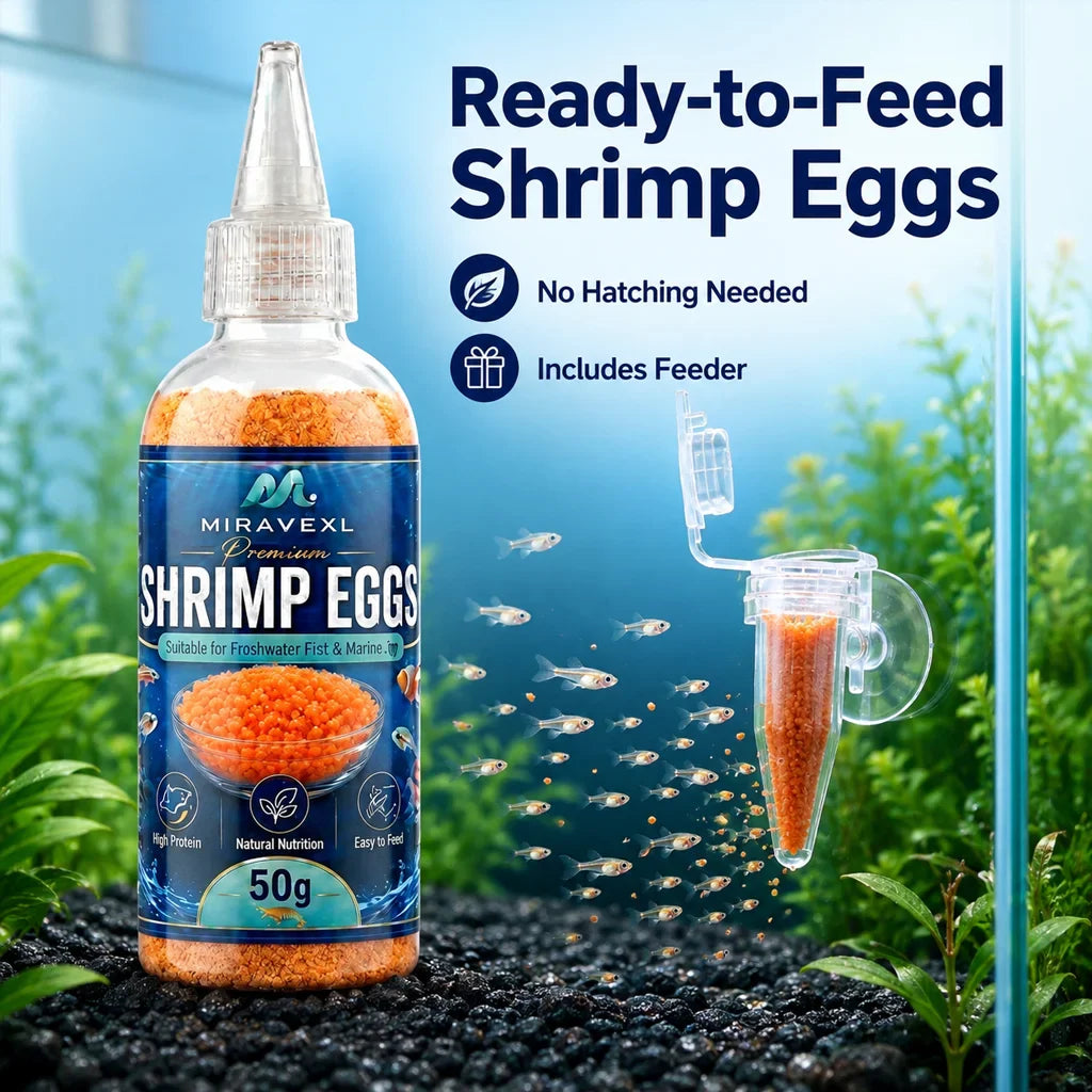 Decapsulated Brine Shrimp Eggs & Fish Fry Feeder Kit | 50g