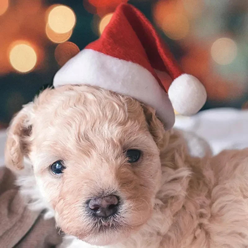 50 Pack Christmas Santa Hats for Dogs & Cats | Pet Costume