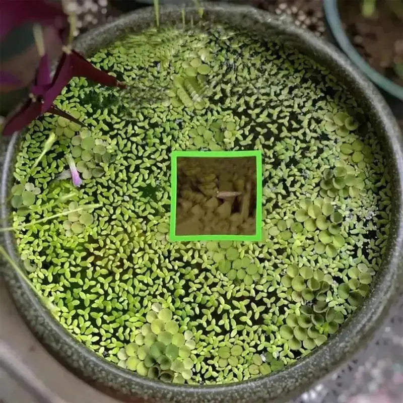 5/10pcs Aquarium Floating Plant Rings Fish Feeding Rings Floating Grass Blocking Rings for Fish Tank Aquarium Pond Accessories Peaceful Pleasures Health and Wellness