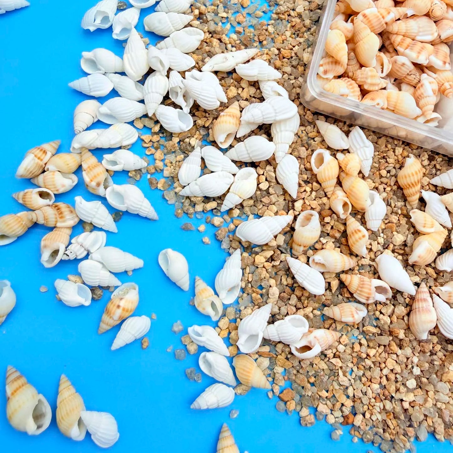 Natural Seashells Mix – Tiny Shells, Conch & Starfish for Crafts