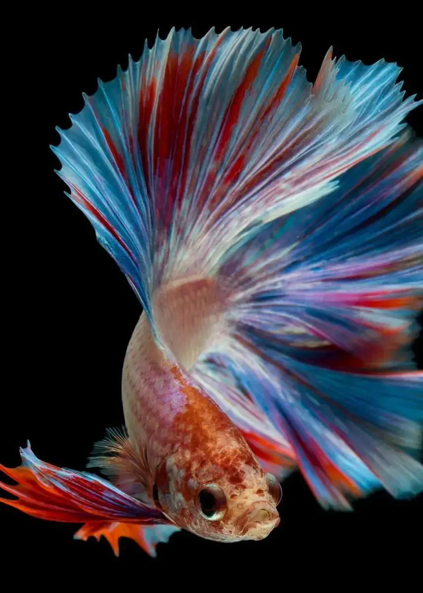 Tropical Fish Canvas Wall Art | Betta Goldfish Rainbow Fish Print