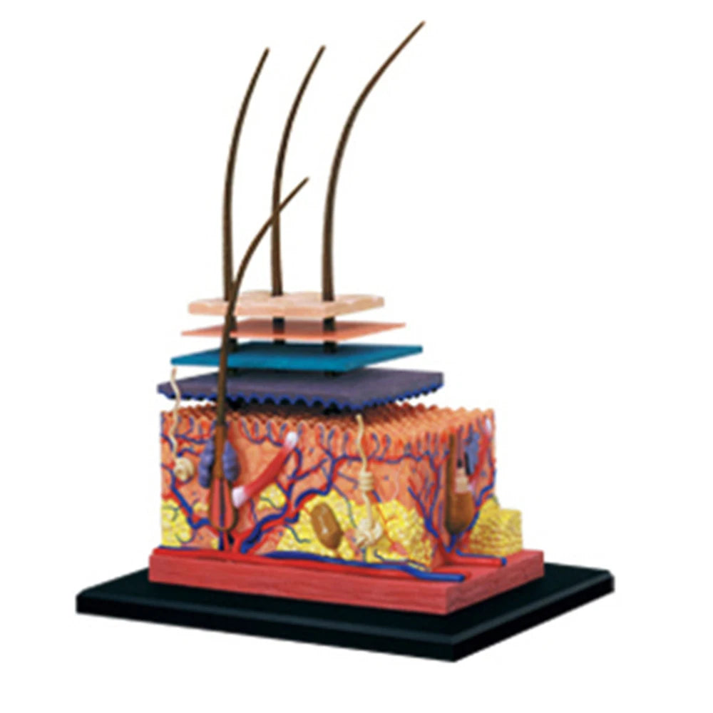 4D Human Skin Model Hair Organs Assembling Puzzle Model Teaching Model Manikin Science Anatomical Model Peaceful Pleasures Health and Wellness