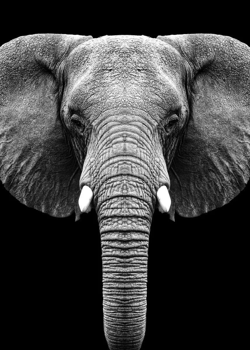 Black and White Animals Lions Family Elephant Giraffe Zebra Wall Poster Prints Canvas Painting Pictures for Kids Room Decor Peaceful Pleasures Health and Wellness