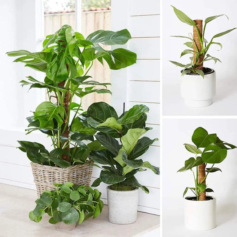 Stackable Coir Moss Pole 30/40/50cm | Plant Climbing Support
