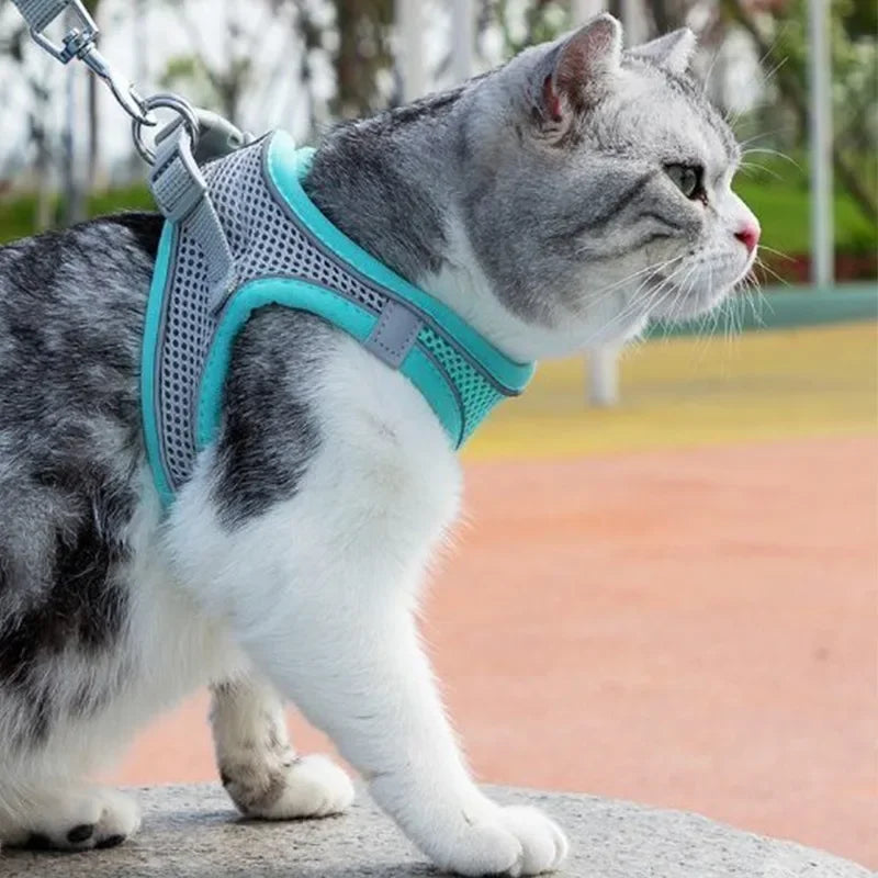 Cat Harness and Belt Set Breathable Accessories for Cats Pet Products Necklace Collar Pets Supplies Home Collars Things Cats Peaceful Pleasures Health and Wellness