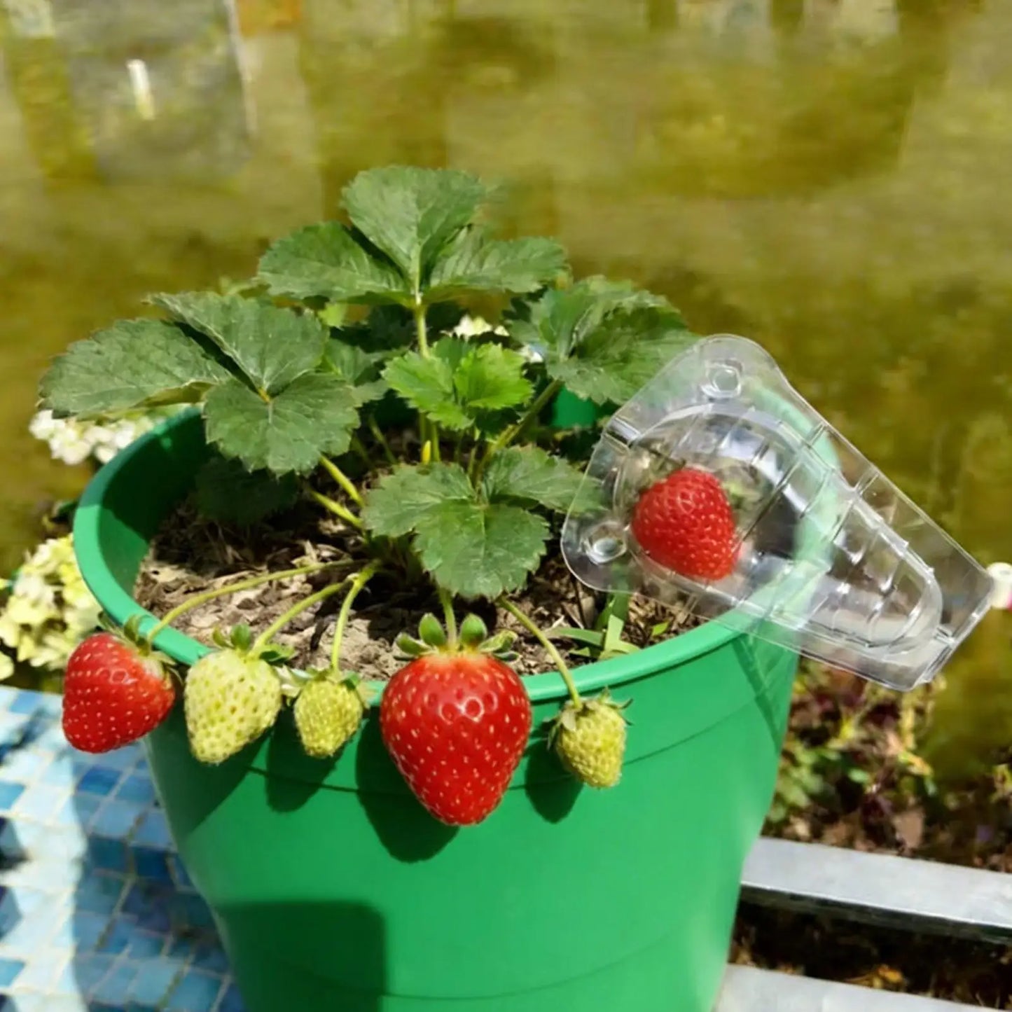 50 Pieces Clear Strawberry Cover Animal Barrier Reusable Blueberry Cover Fruit Protection for Garden Plants Fruit Vegetable Peaceful Pleasures Health and Wellness