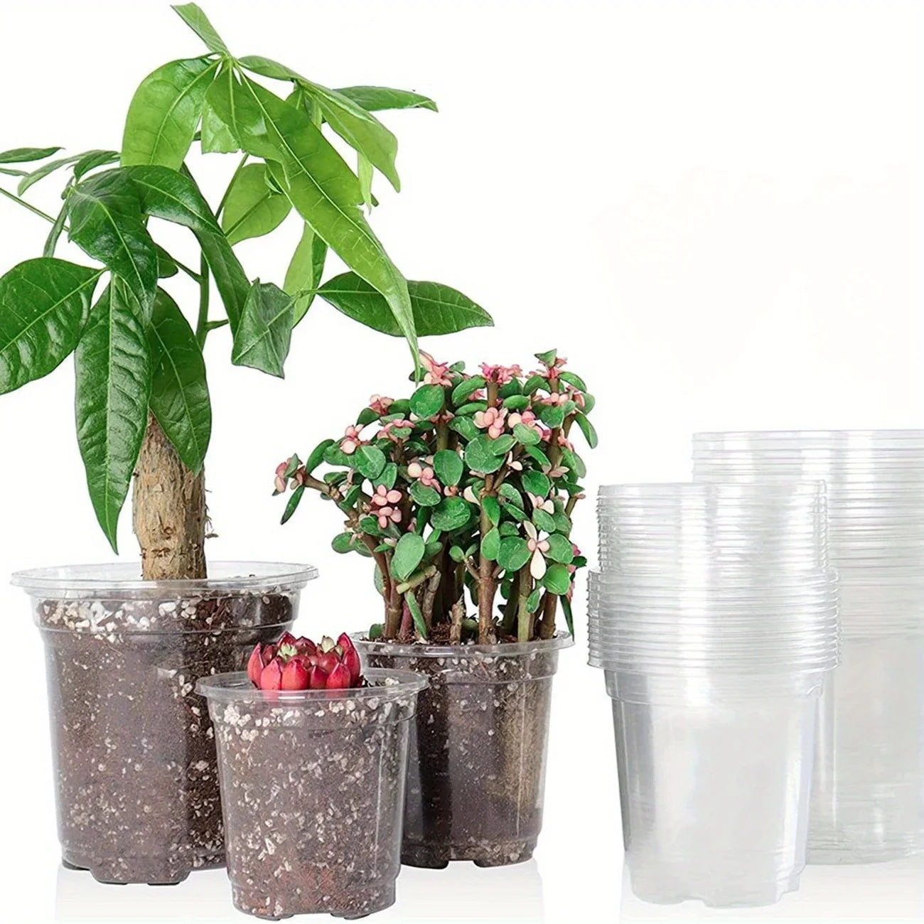 Clear Nursery Pots with Drainage Holes – Transparent Variety Pack Nursery Planter Pots Peaceful Pleasures Health and Wellness