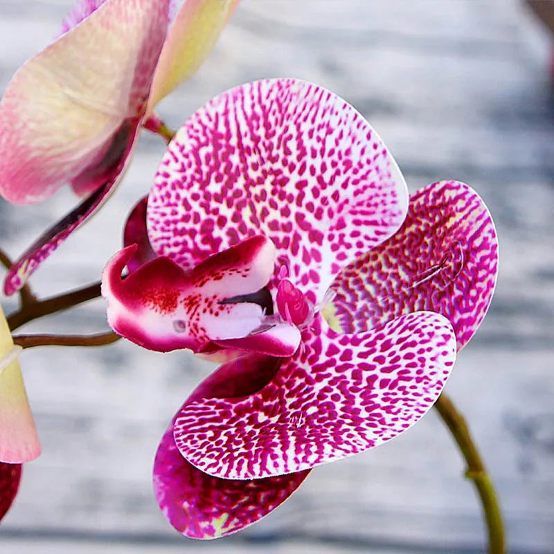 Artificial Butterfly Orchid Bundle 6 Heads | Wedding & Home Décor