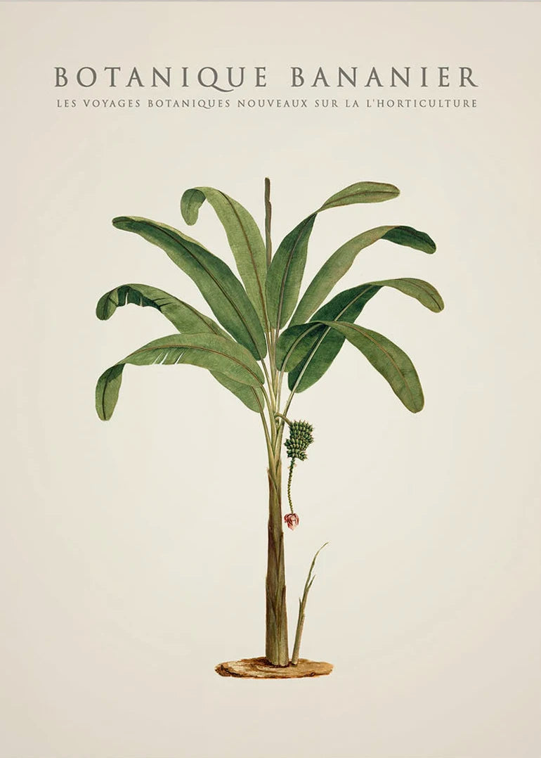 Tropical Palm & Banana Tree Vintage Botanical Canvas Wall Art Botanical Canvas Print Peaceful Pleasures Health and Wellness